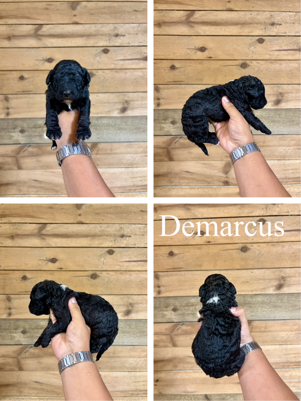 Demarcus  1